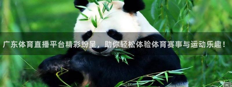新球体育即时分：广东体育直播平台精彩纷呈，助你轻松体验体育赛事与运动乐趣！