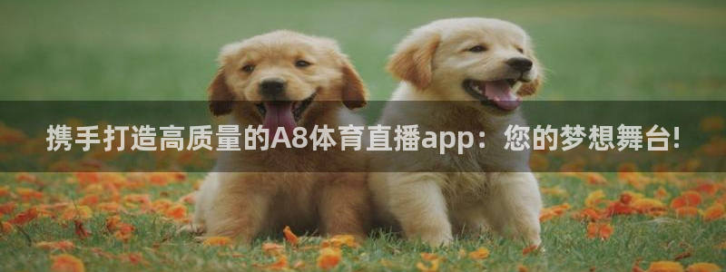 新球体育足球即时比分