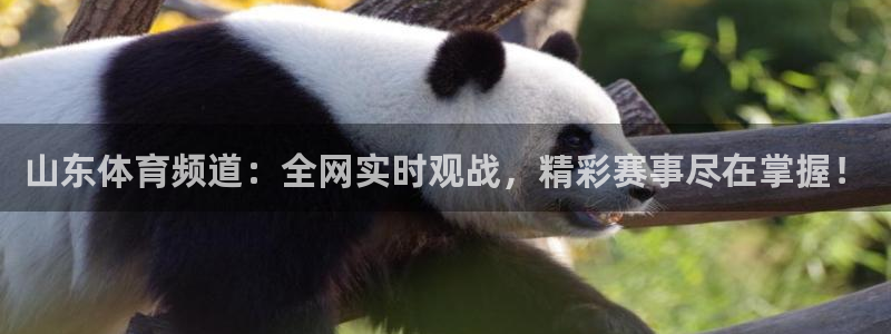 新球体育即时分